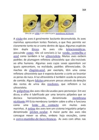 164
Olho de um abibe a ser coberto pela membrana nictitante.
A visão das aves é geralmente bastante desenvolvida. As aves
marinhas apresentam lentes flexíveis, o que lhes permite ver
claramente tanto no arcomo dentro de água. Algumas espécies
têm dupla fóvea. As aves são tetracromáticas,
possuindo cones não só sensíveis à luz verde, vermelha e
azul como também à luz ultravioleta. Muitas aves exibem
padrões de plumagem refletora ultravioleta que são invisíveis
ao olho humano. Algumas aves cujos sexos aparentam ser
iguais apresentam, na realidade, padrões diferenciados. Os
machos do chapim-azul, por exemplo, têm uma coroa
refletora ultravioleta que é exposta durante a corte ao levantar
as penas da nuca. A luz ultravioleta é também usada na procura
de comida. Alguns falcões procuram presas através da deteção
dos rastos de urina dos roedores, que refletem a luz
ultravioleta.
As pálpebras das aves não são usadas para pestanejar. Em vez
disso, o olho é lubrificado por uma terceira pálpebra que se
desloca horizontalmente, denominada membrana
nictitante.[41] Esta membrana também cobre o olho e funciona
como uma lente de contacto em muitas aves
marinhas. A retina das aves tem um sistema irrigatório próprio
denominado pécten ocular. A maior parte das aves não
consegue mover os olhos, embora haja exceções, como
o corvo-marinho-de-faces-brancas. As aves com olhos nas
 