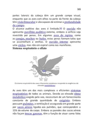 165
partes laterais da cabeça têm um grande campo visual,
enquanto que as aves com olhos na parte da frente da cabeça
têm visãobinocular e sãocapazes de estimara profundidade
de campo.
O alcance auditivo das aves é limitado.[6] O ouvido não
apresenta pavilhão auditivo externo, embora o orifício seja
revestido por penas. Em algumas aves de rapina, como
as corujas, mochos ou bufos, estas penas formam tufos que
se assemelham a orelhas. O ouvido interno apresenta
uma cóclea, mas não em espiral como nos mamíferos.
Sistema respiratório e olfato
O sistema respiratório das aves é bastante complexo e responde às exigências do
elevado metabolismo.
As aves têm um dos mais complexos e eficientes sistemas
respiratórios de todos os animais. Devido ao elevado ritmo
metabólico exigido pelo voo, necessitam de um fornecimento
constante de grande quantidade de oxigénio. Embora
possuam pulmões, a ventilação é assegurada em grande parte
por sacos aéreos ligados aos pulmões, que correspondem a
15% do volume do corpo. Embora as paredes dos sacos aéreos
não façam trocas gasosas, têm a função de atuar como foles
 