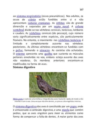 167
ao sistema respiratório (ossos pneumáticos). Nos adultos, os
ossos do crânio estão fundidos entre si e não
apresentam suturas cranianas. As órbitas são de grande
dimensão e separadas por um septo nasal. A coluna
vertebral divide-se nas vértebras cervicais, torácicas, lombares
e caudais. As vértebras cervicais (do pescoço), cujo número
varia significativamente entre espécies, são particularmente
flexíveis. No entanto, o movimento nas vértebras torácicas é
limitado e completamente ausente nas vértebras
posteriores. As últimas vértebras encontram-se fundidas com
a pelve, formando o sinsacro. As costelas são achatadas.
O esterno apresenta uma quilha que sustenta os músculos
peitorais envolvidos no voo, embora esteja ausente das aves
não voadoras. Os membros anteriores encontram-se
modificados na forma de asas.
Sistema digestivo
Melro-preto a capturar uma minhoca.Adigestãodas aves é bastante rápida,de modo a não
interferir com o voo. Uma vez que não têm dentes, as presas são engolidas inteiras.
O sistema digestivo das aves é constituído por um papo,onde
é armazenado o conteúdo digestivo, e uma moela que contém
pedras, que as aves engolem para moer os alimentos como
forma de compensar a falta de dentes. A maior parte das aves
 