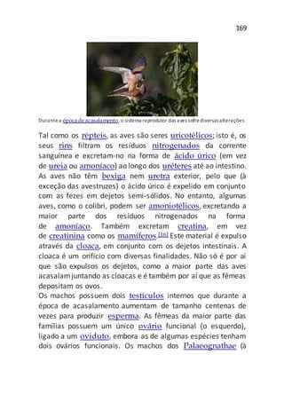 169
Durantea épocade acasalamento, o sistema reprodutor das aves sofrediversas alterações.
Tal como os répteis, as aves são seres uricotélicos; isto é, os
seus rins filtram os resíduos nitrogenados da corrente
sanguínea e excretam-no na forma de ácido úrico (em vez
de ureia ou amoníaco) ao longo dos uréteres até ao intestino.
As aves não têm bexiga nem uretra exterior, pelo que (à
exceção das avestruzes) o ácido úrico é expelido em conjunto
com as fezes em dejetos semi-sólidos. No entanto, algumas
aves, como o colibri, podem ser amoniotélicos, excretando a
maior parte dos resíduos nitrogenados na forma
de amoníaco. Também excretam creatina, em vez
de creatinina como os mamíferos.[16] Este material é expulso
através da cloaca, em conjunto com os dejetos intestinais. A
cloaca é um orifício com diversas finalidades. Não só é por aí
que são expulsos os dejetos, como a maior parte das aves
acasalamjuntando as cloacas e é também por aí que as fêmeas
depositam os ovos.
Os machos possuem dois testículos internos que durante a
época de acasalamento aumentam de tamanho centenas de
vezes para produzir esperma. As fêmeas da maior parte das
famílias possuem um único ovário funcional (o esquerdo),
ligado a um oviduto, embora as de algumas espécies tenham
dois ovários funcionais. Os machos dos Palaeognathae (à
 