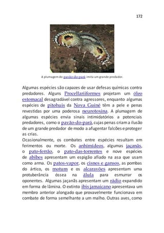 172
A plumagem do pavão-do-pará imita um grande predador.
Algumas espécies são capazes de usar defesas químicas contra
predadores. Alguns Procellariiformes projetam um óleo
estomacal desagradável contra agressores, enquanto algumas
espécies de pitohuis da Nova Guiné têm a pele e penas
revestidas por uma poderosa neurotoxina. A plumagem de
algumas espécies envia sinais intimidatórios a potenciais
predadores, como o pavão-do-pará,cujas penas criama ilusão
de um grande predador de modo a afugentar falcões eproteger
as crias.
Ocasionalmente, os combates entre espécies resultam em
ferimentos ou morte. Os anhimídeos, algumas jaçanãs,
o pato-ferrão, o pato-das-torrentes e nove espécies
de abibes apresentam um espigão afiado na asa que usam
como arma. Os patos-vapor, os cisnes e gansos, as pombas
do ártico, os motum e os alcaravões apresentam uma
protuberância óssea na álula para esmurrar os
oponentes. Algumas jaçanãs apresentam um rádio expandido
em forma de lâmina. O extinto ibis jamaicano apresentava um
membro anterior alongado que provavelmente funcionava em
combate de forma semelhante a um malho. Outras aves, como
 