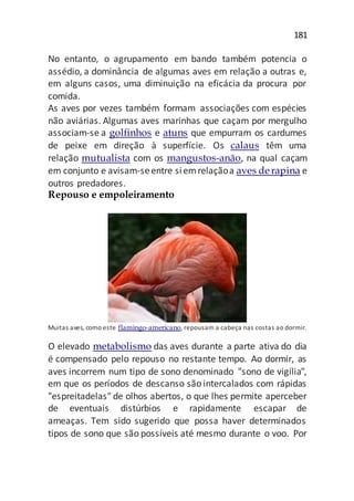 181
No entanto, o agrupamento em bando também potencia o
assédio, a dominância de algumas aves em relação a outras e,
em alguns casos, uma diminuição na eficácia da procura por
comida.
As aves por vezes também formam associações com espécies
não aviárias. Algumas aves marinhas que caçam por mergulho
associam-se a golfinhos e atuns que empurram os cardumes
de peixe em direção à superfície. Os calaus têm uma
relação mutualista com os mangustos-anão, na qual caçam
em conjunto e avisam-seentre siemrelaçãoa aves derapina e
outros predadores.
Repouso e empoleiramento
Muitas aves, como este flamingo-americano, repousam a cabeça nas costas ao dormir.
O elevado metabolismo das aves durante a parte ativa do dia
é compensado pelo repouso no restante tempo. Ao dormir, as
aves incorrem num tipo de sono denominado "sono de vigília",
em que os períodos de descanso são intercalados com rápidas
"espreitadelas" de olhos abertos, o que lhes permite aperceber
de eventuais distúrbios e rapidamente escapar de
ameaças. Tem sido sugerido que possa haver determinados
tipos de sono que são possíveis até mesmo durante o voo. Por
 