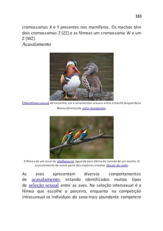 183
cromossomas X e Y presentes nos mamíferos. Os machos têm
dois cromossomas Z (ZZ) e as fêmeas um cromossoma W e um
Z (WZ).
Acasalamento
Dimorfismo sexual de tamanho, cor e ornamentos sexuais entre o macho (esquerda) e
fêmea (direita) do pato-mandarim.
A fêmea de um casal de abelharucos aguarda pela oferta de comida de um macho. O
acasalamento de maior parte das espécies envolve rituais de corte.
As aves apresentam diversos comportamentos
de acasalamento, estando identificados muitos tipos
de seleção sexual entre as aves. Na seleção intersexual é a
fêmea que escolhe o parceiro, enquanto na competição
intrassexual os indivíduos do sexo mais abundante competem
 