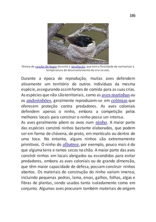 186
Fêmea de cauda-de-leque durante a incubação, que tem a finalidade de normalizar a
temperatura de desenvolvimento da cria no ovo.
Durante a época de reprodução, muitas aves defendem
ativamente um território de outros indivíduos da mesma
espécie,assegurando assimfontes de comida para as suas crias.
As espécies que não sãoterritoriais, como as aves marinhas ou
os andorinhões, geralmente reproduzem-se em colónias que
oferecem proteção contra predadores. As aves coloniais
defendem apenas o ninho, embora a competição pelos
melhores locais para construir o ninho possa ser intensa.
As aves geralmente põem os ovos num ninho. A maior parte
das espécies constrói ninhos bastante elaborados, que podem
ser em forma de chávena, de prato, em montículo ou dentro de
uma toca. No entanto, alguns ninhos são extremamente
primitivos. O ninho do albatroz, por exemplo, pouco mais é do
que algumaterra e ramos secos no chão. A maior parte das aves
constrói ninhos em locais abrigados ou escondidos para evitar
predadores, embora as aves coloniais ou de grande dimensão,
que têm maior capacidade de defesa, possam construir ninhos
abertos. Os materiais de construção do ninho variam imenso,
incluindo pequenas pedras, lama, ervas, galhos, folhas, algas e
fibras de plantas, sendo usados tanto isoladamente como em
conjunto. Algumas aves procuram também materiais de origem
 