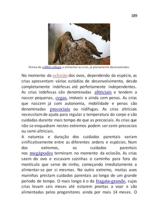 189
Fêmea de colibri calíope a alimentar as crias, já plenamente desenvolvidas.
No momento da eclosão dos ovos, dependendo da espécie, as
crias apresentam vários estádios de desenvolvimento, desde
completamente indefesas até perfeitamente independentes.
As crias indefesas são denominadas altriciais e tendem a
nascer pequenas, cegas, imóveis e ainda sem penas. As crias
que nascem já com autonomia, mobilidade e penas são
denominadas precociais ou nidífugas. As crias altriciais
necessitamde ajuda para regular a temperatura do corpo e são
cuidadas durante mais tempo do que as precociais. As crias que
não se enquadram nestes extremos podem ser semi-precociais
ou semi-altriciais.
A natureza e duração dos cuidados parentais variam
sinificativamente entre as diferentes ordens e espécies. Num
dos extremos, os cuidados parentais
nos megápodes terminam no momento da eclosão. As crias
saem do ovo e escavam sozinhas o caminho para fora do
montículo que serve de ninho, começando imediatamente a
alimentar-se por si mesmas. No outro extremo, muitas aves
marinhas prestam cuidados parentais ao longo de um grande
período de tempo. O mais longo é o da fragata-grande, cujas
crias levam seis meses até estarem prontas a voar e são
alimentadas pelos progenitores ainda por mais 14 meses. O
 