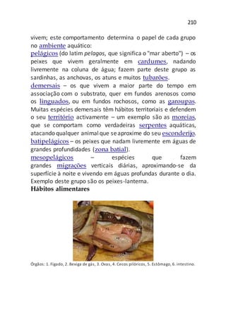 210
vivem; este comportamento determina o papel de cada grupo
no ambiente aquático:
pelágicos (do latim pelagos, que significa o "mar aberto") – os
peixes que vivem geralmente em cardumes, nadando
livremente na coluna de água; fazem parte deste grupo as
sardinhas, as anchovas, os atuns e muitos tubarões.
demersais – os que vivem a maior parte do tempo em
associação com o substrato, quer em fundos arenosos como
os linguados, ou em fundos rochosos, como as garoupas.
Muitas espécies demersais têm hábitos territoriais e defendem
o seu território activamente – um exemplo são as moreias,
que se comportam como verdadeiras serpentes aquáticas,
atacando qualquer animalque seaproxime do seu esconderijo.
batipelágicos – os peixes que nadam livremente em águas de
grandes profundidades (zona batial).
mesopelágicos – espécies que fazem
grandes migrações verticais diárias, aproximando-se da
superfície à noite e vivendo em águas profundas durante o dia.
Exemplo deste grupo são os peixes-lanterna.
Hábitos alimentares
Órgãos: 1. Fígado, 2. Bexiga de gás, 3. Ovas, 4. Cecos pilóricos, 5. Estômago, 6. intestino.
 