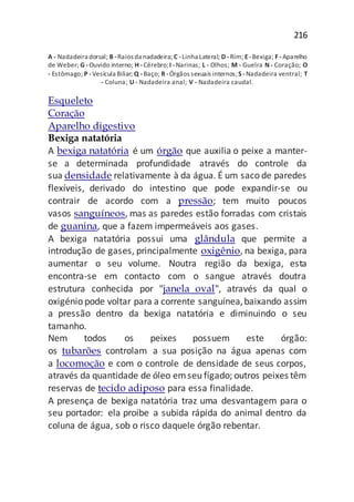 216
A - Nadadeira dorsal; B -Raios da nadadeira; C -Linha Lateral; D - Rim; E-Bexiga; F -Aparelho
de Weber; G - Ouvido interno; H -Cérebro;I -Narinas; L - Olhos; M - Guelra N - Coração; O
- Estômago; P -Vesícula Biliar; Q -Baço; R -Órgãos sexuais internos;S -Nadadeira ventral; T
- Coluna; U - Nadadeira anal; V - Nadadeira caudal.
Esqueleto
Coração
Aparelho digestivo
Bexiga natatória
A bexiga natatória é um órgão que auxilia o peixe a manter-
se a determinada profundidade através do controle da
sua densidade relativamente à da água. É um saco de paredes
flexíveis, derivado do intestino que pode expandir-se ou
contrair de acordo com a pressão; tem muito poucos
vasos sanguíneos, mas as paredes estão forradas com cristais
de guanina, que a fazem impermeáveis aos gases.
A bexiga natatória possui uma glândula que permite a
introdução de gases, principalmente oxigênio, na bexiga, para
aumentar o seu volume. Noutra região da bexiga, esta
encontra-se em contacto com o sangue através doutra
estrutura conhecida por "janela oval", através da qual o
oxigénio pode voltar para a corrente sanguínea,baixando assim
a pressão dentro da bexiga natatória e diminuindo o seu
tamanho.
Nem todos os peixes possuem este órgão:
os tubarões controlam a sua posição na água apenas com
a locomoção e com o controle de densidade de seus corpos,
através da quantidade de óleo emseu fígado; outros peixes têm
reservas de tecido adiposo para essa finalidade.
A presença de bexiga natatória traz uma desvantagem para o
seu portador: ela proíbe a subida rápida do animal dentro da
coluna de água, sob o risco daquele órgão rebentar.
 