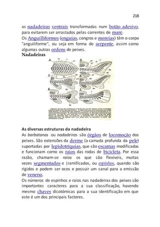 218
as nadadeiras ventrais transformadas num botão adesivo,
para evitarem ser arrastados pelas correntes de maré.
Os Anguilliformes (enguias, congros e moreias) têm o corpo
"anguiliforme", ou seja em forma de serpente, assim como
algumas outras ordens de peixes.
Nadadeiras
As diversas estruturas da nadadeira
As barbatanas ou nadadeiras são órgãos de locomoção dos
peixes. São extensões da derme (a camada profunda da pele)
suportadas por lepidotríquias, que são escamas modificadas
e funcionam como os raios das rodas de bicicleta. Por essa
razão, chamam-se raios os que são flexíveis, muitas
vezes segmentados e |ramificados, ou espinhos, quando são
rígidos e podem ser ocos e possuir um canal para a emissão
de veneno.
Os números de espinhos e raios nas nadadeiras dos peixes são
importantes caracteres para a sua classificação, havendo
mesmo chaves dicotómicas para a sua identificação em que
este é um dos principais factores.
 