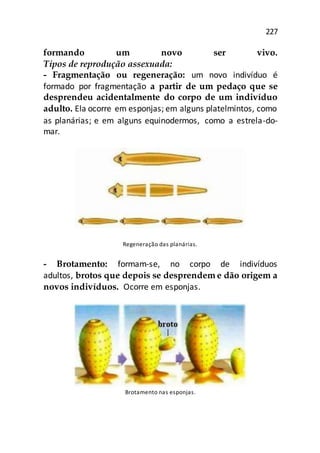 227
formando um novo ser vivo.
Tipos de reprodução assexuada:
- Fragmentação ou regeneração: um novo indivíduo é
formado por fragmentação a partir de um pedaço que se
desprendeu acidentalmente do corpo de um indivíduo
adulto. Ela ocorre em esponjas; em alguns platelmintos, como
as planárias; e em alguns equinodermos, como a estrela-do-
mar.
Regeneração das planárias.
- Brotamento: formam-se, no corpo de indivíduos
adultos, brotos que depois se desprendem e dão origem a
novos indivíduos. Ocorre em esponjas.
Brotamento nas esponjas.
 