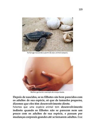 229
Tartaruga nascendo a partir do ovo: animal ovíparo.
Mulher gestante: exemplo de viviparidade.
Depois de nascidos, se os filhotes são bem parecidos com
os adultos de sua espécie, só que de tamanho pequeno,
dizemos que eles têm desenvolvimento direto.
Falamos que uma espécie animal tem desenvolvimento
indireto quando os filhotes não se parecem nem um
pouco com os adultos de sua espécie, e passam por
mudanças corporais grandes até se tornarem adultos. Esse
 