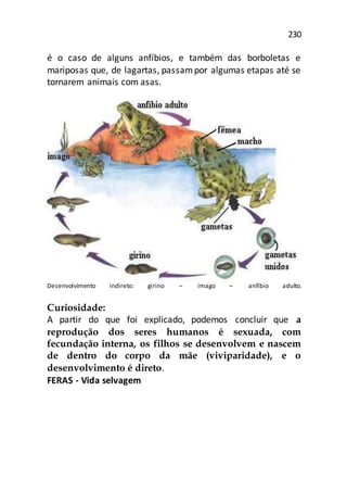 230
é o caso de alguns anfíbios, e também das borboletas e
mariposas que, de lagartas, passampor algumas etapas até se
tornarem animais com asas.
Desenvolvimento indireto: girino – imago – anfíbio adulto.
Curiosidade:
A partir do que foi explicado, podemos concluir que a
reprodução dos seres humanos é sexuada, com
fecundação interna, os filhos se desenvolvem e nascem
de dentro do corpo da mãe (viviparidade), e o
desenvolvimento é direto.
FERAS - Vida selvagem
 