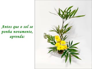 Antes que o sol se ponha novamente, aprenda: 