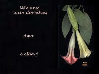 Não amo  a cor dos olhos, Amo o olhar! Nura Slides 