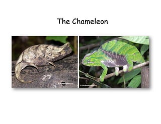 The Chameleon
 