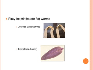  Platy-helminths are flat-worms
 Cestoda (tapeworms)
 Trematoda (flukes)
 