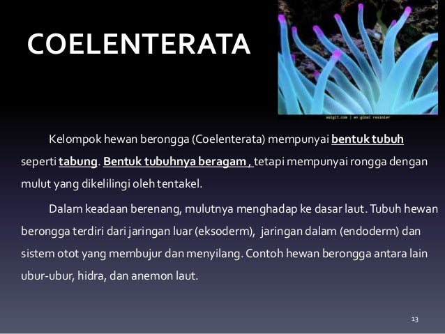 Hewan Avertebrata atau Hewan Tidak Bertulang Belakang Hewan Avertebrata atau Hewan Tidak Bertulang Belakang