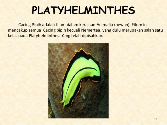 4400 Koleksi Gambar Hewan Filum Platyhelminthes Terbaru