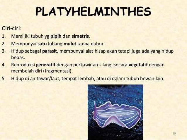 Hewan Avertebrata atau Hewan Tidak Bertulang Belakang