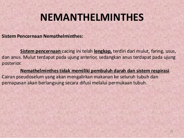Contoh Hewan Avertebrata Dengan Alat Ekskresinya Kerkosi
