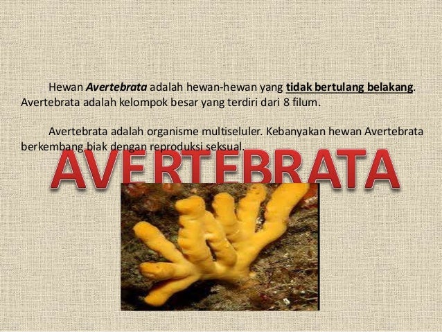  Hewan  Avertebrata  atau Hewan  Tidak Bertulang  Belakang