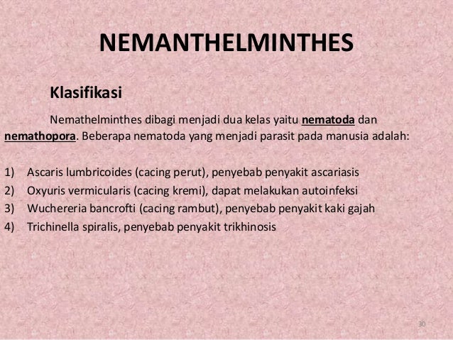 Hewan Avertebrata atau Hewan Tidak Bertulang Belakang Hewan Avertebrata atau Hewan Tidak Bertulang Belakang