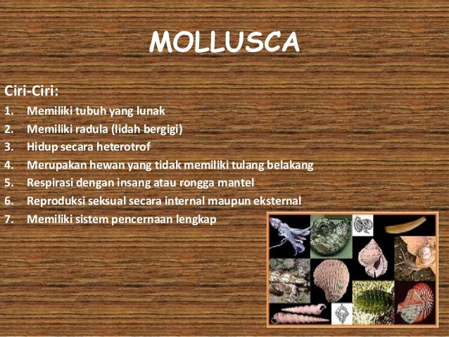 48 Koleksi Contoh Gambar Hewan Yang Tidak Bertulang Belakang Terbaru