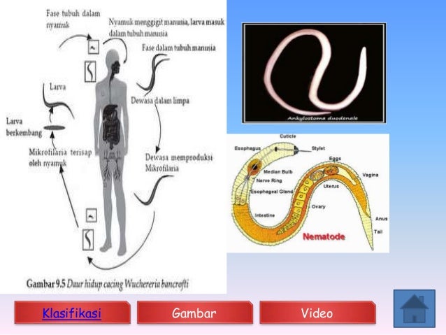 Avertebrata Ppt