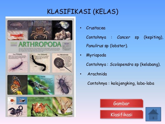 Avertebrata Ppt