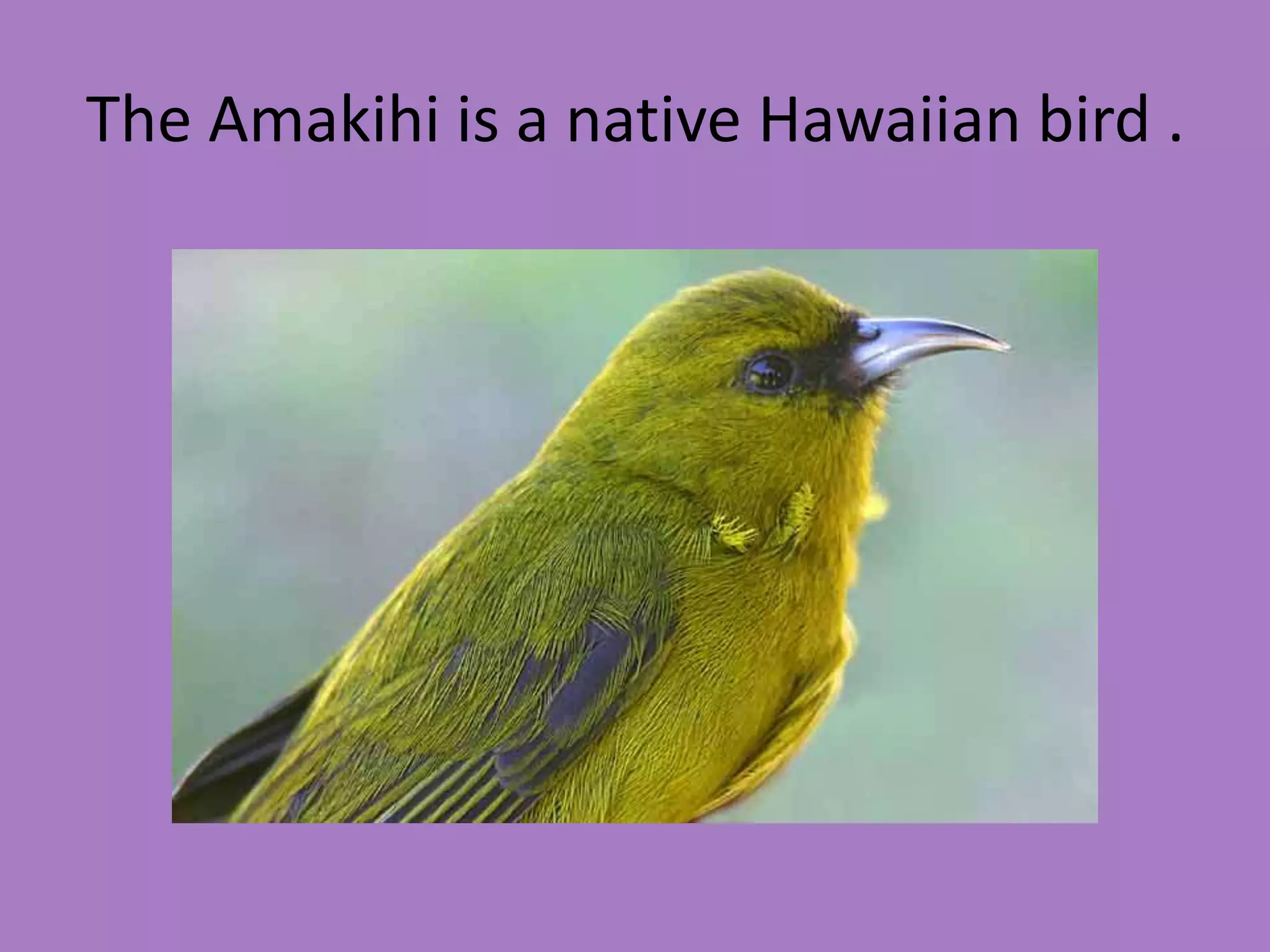 The Amakihi is a native Hawaiian bird .