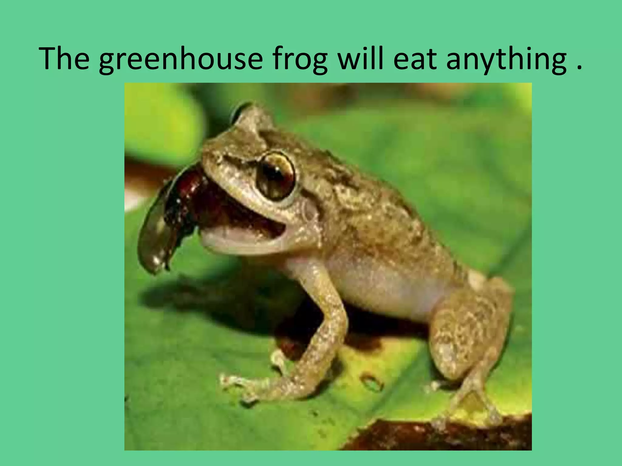 The greenhouse frog will eat anything .