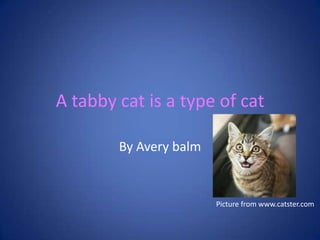 A tabby cat is a type of cat
By Avery balm
Picture from www.catster.com
 