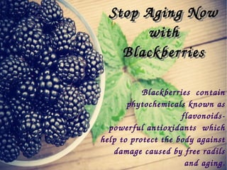  Blackberries  contain 
phytochemicals known as 
flavonoids­
powerful antioxidants  which 
help to protect the body against 
damage caused by free radils 
and aging.
Stop Aging Now 
with 
Blackberries
Stop Aging Now 
with 
Blackberries
 