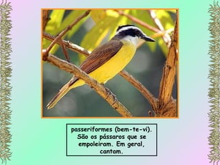 passeriformes (bem-te-vi). São os pássaros que se empoleiram. Em geral, cantam. 