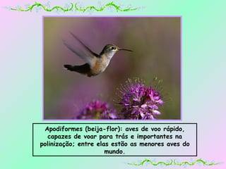 Apodiformes (beija-flor): aves de voo rápido, capazes de voar para trás e importantes na polinização; entre elas estão as menores aves do mundo. 