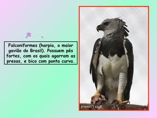 Falconiformes (harpia, o maior gavião do Brasil). Possuem pés fortes, com os quais agarram as presas, e bico com ponta curva. 