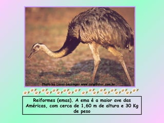Reiformes (emas). A ema é a maior ave das Américas, com cerca de 1,60 m de altura e 30 Kg de peso 