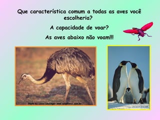 Que característica comum a todas as aves você escolheria?  A capacidade de voar? As aves abaixo não voam!!! 