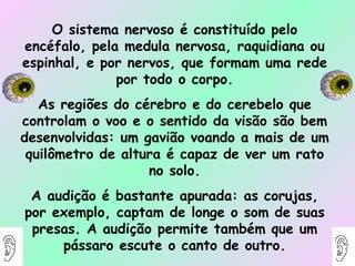 O sistema nervoso é constituído pelo encéfalo, pela medula nervosa, raquidiana ou espinhal, e por nervos, que formam uma rede por todo o corpo. As regiões do cérebro e do cerebelo que controlam o voo e o sentido da visão são bem desenvolvidas: um gavião voando a mais de um quilômetro de altura é capaz de ver um rato no solo. A audição é bastante apurada: as corujas, por exemplo, captam de longe o som de suas presas. A audição permite também que um pássaro escute o canto de outro. 