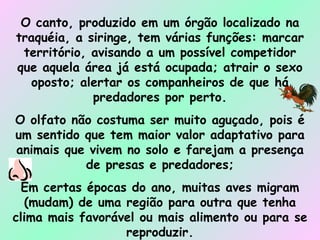 O canto, produzido em um órgão localizado na traquéia, a siringe, tem várias funções: marcar território, avisando a um possível competidor que aquela área já está ocupada; atrair o sexo oposto; alertar os companheiros de que há predadores por perto. O olfato não costuma ser muito aguçado, pois é um sentido que tem maior valor adaptativo para animais que vivem no solo e farejam a presença de presas e predadores; Em certas épocas do ano, muitas aves migram (mudam) de uma região para outra que tenha clima mais favorável ou mais alimento ou para se reproduzir. 