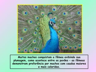Muitos machos conquistam a fêmea exibindo sua plumagem, como acontece entre os pavões – as fêmeas demonstram preferência por machos com caudas maiores e mais coloridas. 