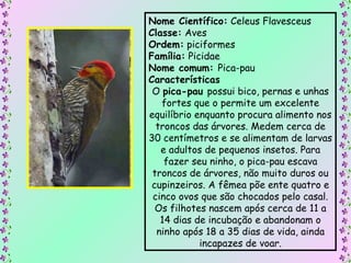 Nome Científico:  Celeus Flavesceus  Classe:  Aves Ordem:  piciformes Família:  Picidae Nome comum:  Pica-pau Características O  pica-pau  possui bico, pernas e unhas fortes que o permite um excelente equilíbrio enquanto procura alimento nos troncos das árvores. Medem cerca de 30 centímetros e se alimentam de larvas e adultos de pequenos insetos. Para fazer seu ninho, o pica-pau escava troncos de árvores, não muito duros ou cupinzeiros. A fêmea põe ente quatro e cinco ovos que são chocados pelo casal. Os filhotes nascem após cerca de 11 a 14 dias de incubação e abandonam o ninho após 18 a 35 dias de vida, ainda incapazes de voar. 