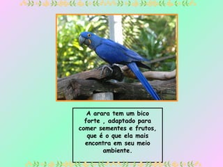 A arara tem um bico forte , adaptado para comer sementes e frutos, que é o que ela mais encontra em seu meio ambiente. 