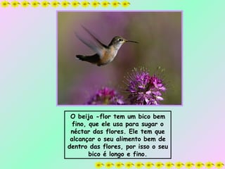 O beija -flor tem um bico bem fino, que ele usa para sugar o néctar das flores. Ele tem que alcançar o seu alimento bem de dentro das flores, por isso o seu bico é longo e fino. 