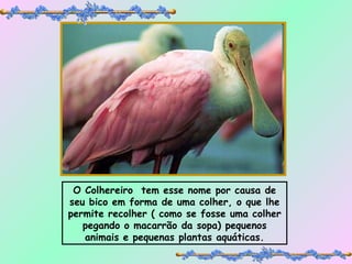 O Colhereiro  tem esse nome por causa de seu bico em forma de uma colher, o que lhe permite recolher ( como se fosse uma colher pegando o macarrão da sopa) pequenos animais e pequenas plantas aquáticas. 