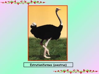 Estrutioniformes (avestruz) 