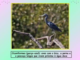 Ciconiformes (garça-azul): aves com o bico, a perna e o pescoço longos que vivem próximo à água doce 