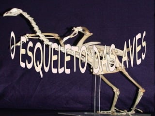 O ESQUELETO DAS AVES 