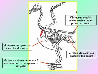 A carena dá apoio aos músculos das asas. Os quatro dedos permitem à ave marchar ou se agarrar a um galho Vértebras caudais unidas sustentam as penas da cauda. A pélvis dá apoio aos músculos das pernas 