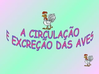 A CIRCULAÇÃO  E EXCREÇÃO DAS AVES 