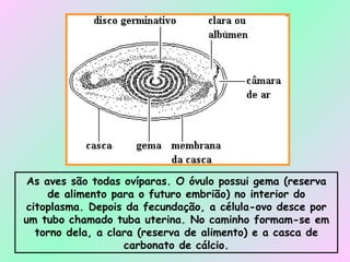 As aves são todas ovíparas. O óvulo possui gema (reserva de alimento para o futuro embrião) no interior do citoplasma. Depois da fecundação, a célula-ovo desce por um tubo chamado tuba uterina. No caminho formam-se em torno dela, a clara (reserva de alimento) e a casca de carbonato de cálcio. 
